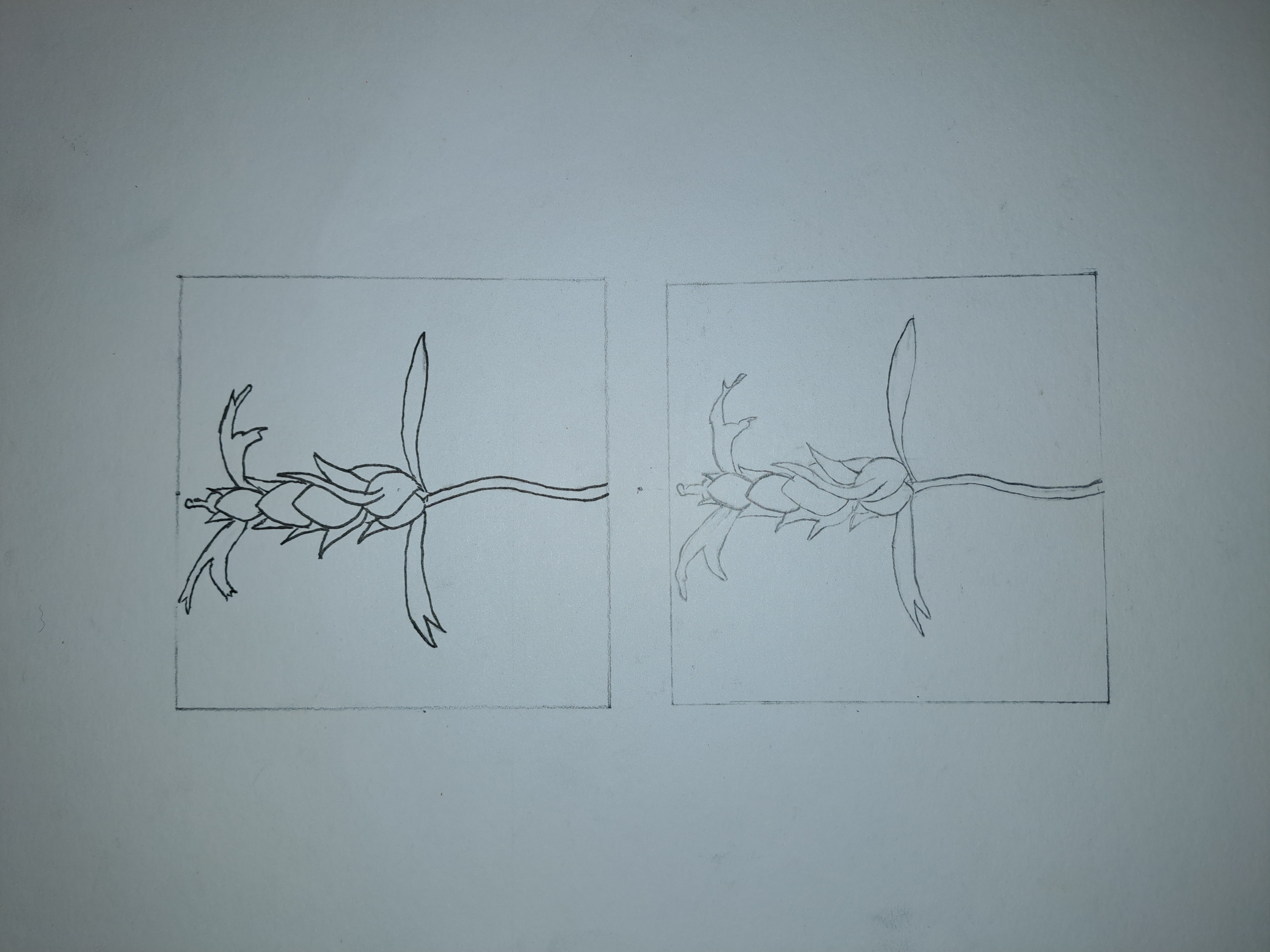 Foto van Tropische Plant 1